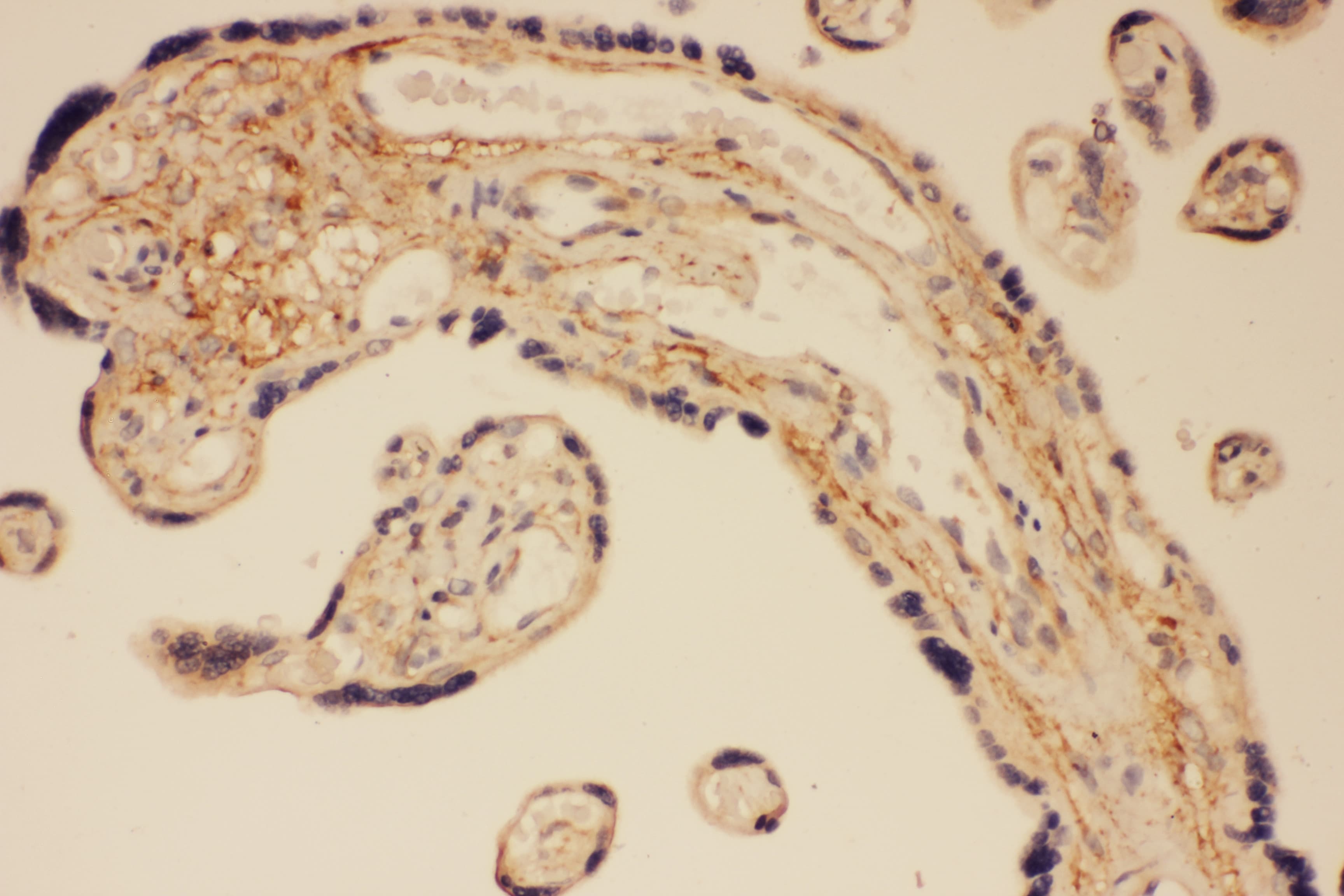 DLG4 / PSD95 Antibody (aa492-507)
