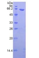 Mouse WNT5A Protein (Recombinant GST)