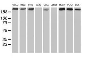 USP9X / FAM Antibody (clone OTI2G7)