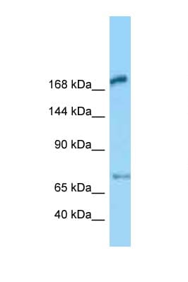 MEGF6 Antibody (aa451-500)