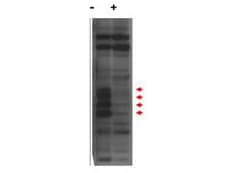 IHC-plus™ Polyclonal Rabbit anti-Human CENPU / MLF1IP Antibody (IHC, WB)