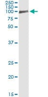 OCLN / Occludin Antibody (clone 1G7)