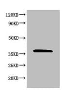 MAPK8 / JNK1 Antibody