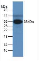 FCN3 / Ficolin-3 Antibody (aa34-297)