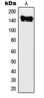 IHC-plus™ Myosin VI / MYO6 Antibody (N-Terminus)