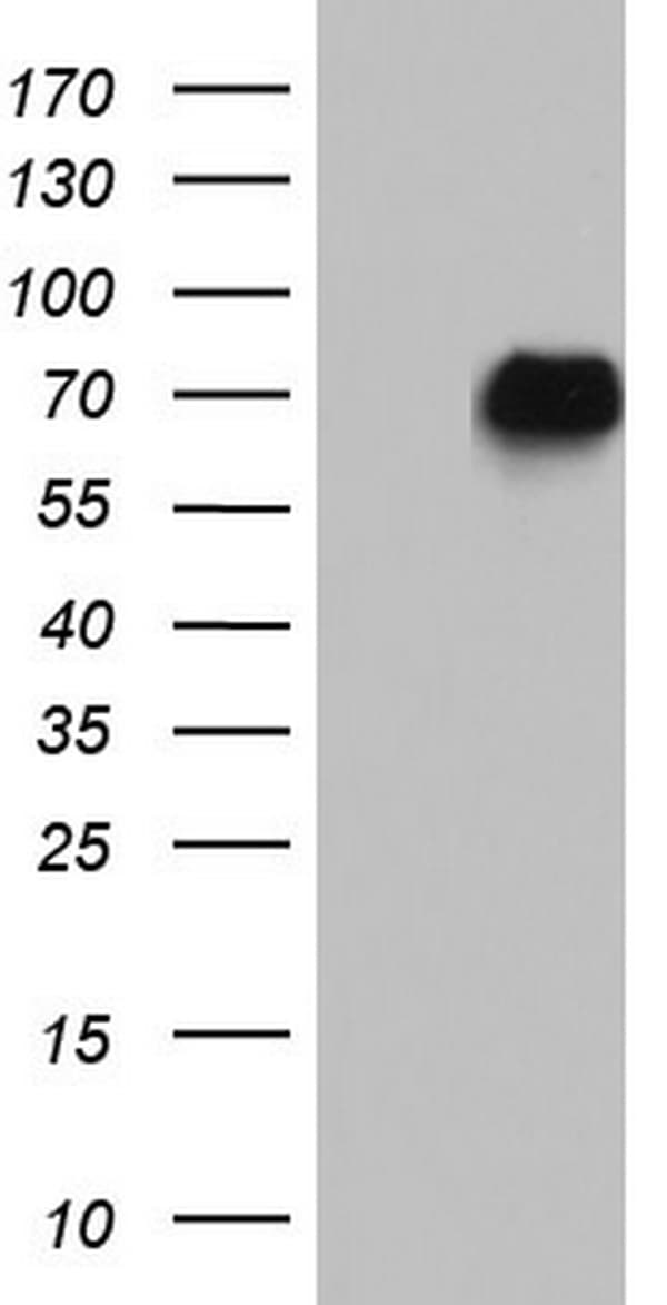 NAB2 Antibody (aa178-442, clone OTI1C6, Carrier-free)