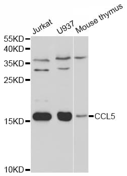 CCL5 / RANTES Antibody