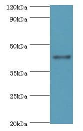 RGS20 / RGSZ1 Antibody (aa1-241)