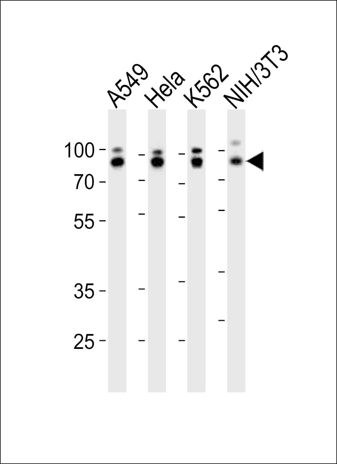 EWSR1 / EWS Antibody (aa639-674)
