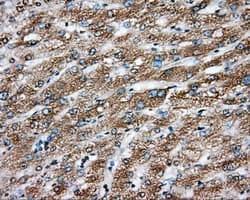 ERCC1 Antibody (clone OTI3F2, Carrier-free)