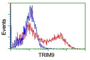 SPRING / TRIM9 Antibody (clone OTI2D6)