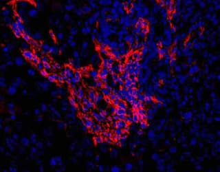 Oval Cell Marker OC2 Antibody (clone OC2-3C7)