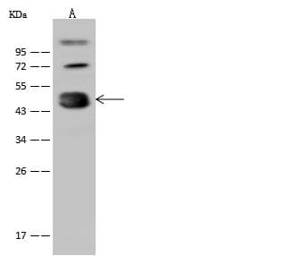 Polyclonal Rabbit anti-Mouse CPB / Carboxypeptidase B Antibody (WB)