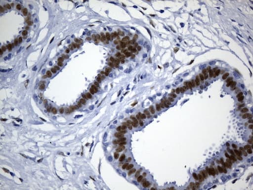 TLE1 / TLE 1 Antibody (aa180-460, clone UMAB253, Carrier-free)