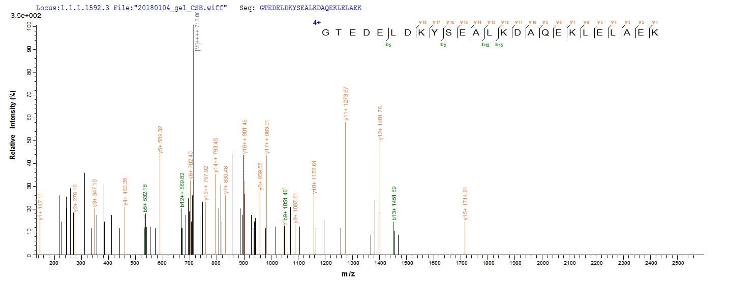 Rabbit TPM1 / Tropomyosin Protein (Recombinant 10His, N-terminus + Myc, C-terminus)