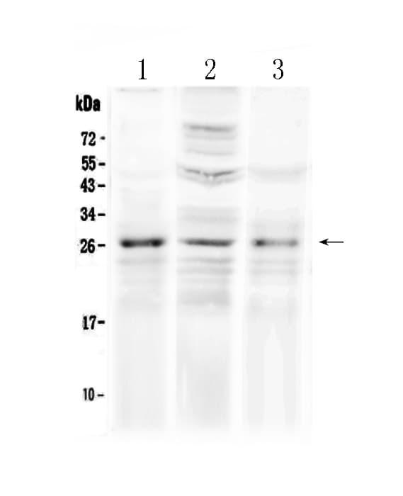 FGF8 Antibody