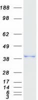 Human MGME1 / C20orf72 Protein (Recombinant Myc-DDK (Flag))