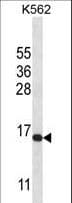 H2AFX / H2AX Antibody (aa111-140)