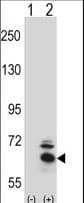 BBS4 Antibody (aa337-369)