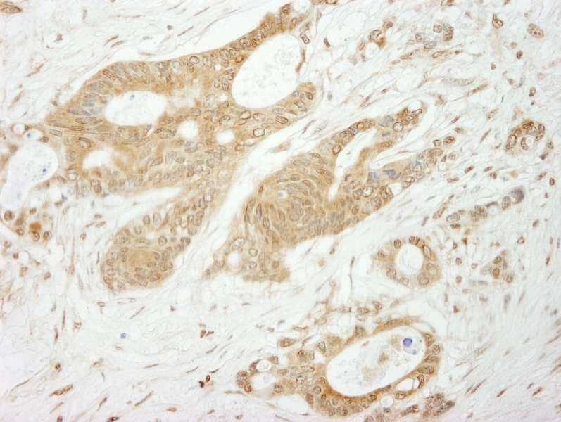 NOTCH1 Antibody (aa2505-2555)