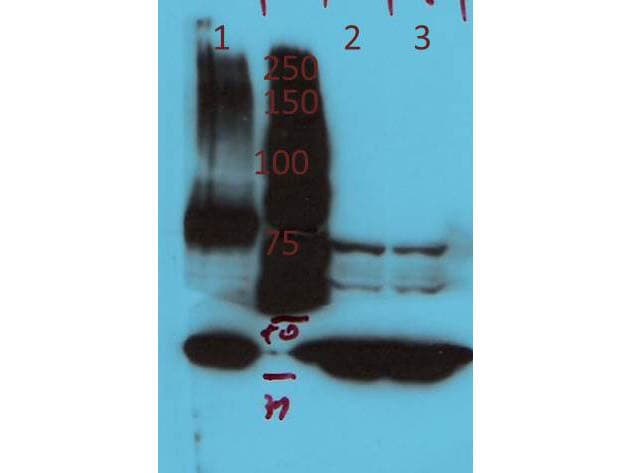 AGAP4 Antibody