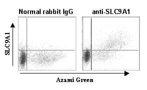 IHC-plus™ SLC9A1 / NHE1 Antibody