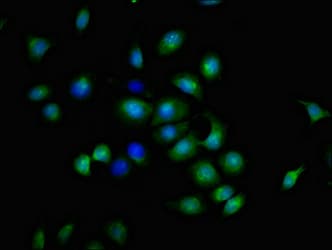 Polyclonal Rabbit anti-Human TNFRSF9 / 4-1BB / CD137 Antibody (IF, WB)