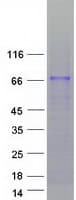 Human ZNF205 Protein (Recombinant Myc-DDK (Flag))