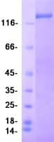 Human PITPNM1 / NIR2 Protein (Recombinant Myc-DDK (Flag))