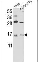 RBM3 Antibody (aa128-157)