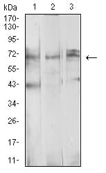 BTRCP / BETA-TRCP Antibody (clone 4C5D8)