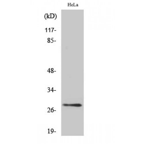 YWHAQ / 14-3-3 Theta Antibody (170-250 aa)
