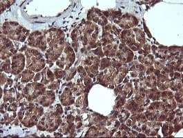 CD45 / LCA Antibody (clone OTI1B7, Carrier-free)
