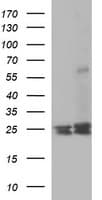 BID Antibody (clone OTI2H9)