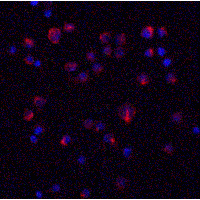 IHC-plus™ IL11 Antibody