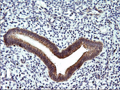 SPHK / SPHK1 Antibody (clone OTI1A6, Carrier-free)