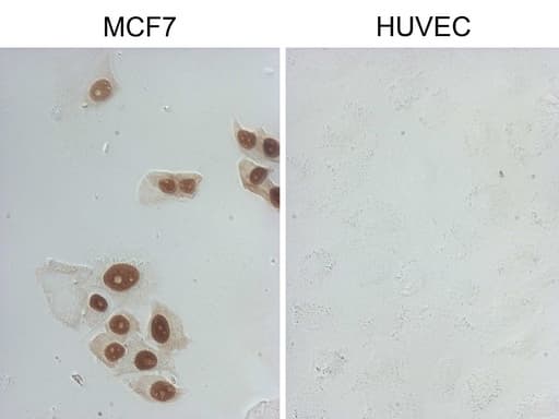 GATA3 Antibody (aa155-443, clone UMAB218)