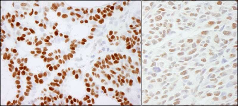 RCC2 Antibody (aa475-C-term)