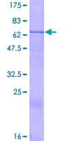 Human CRLF1 Protein (Recombinant GST)