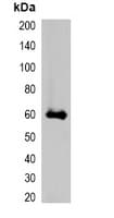 mStrawberry Tag Antibody