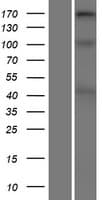 COL11A2 / Collagen XI Protein (Over-Expression Lysate Myc-DDK (Flag))
