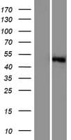 SGK3 Protein (Over-Expression Lysate Myc-DDK (Flag))