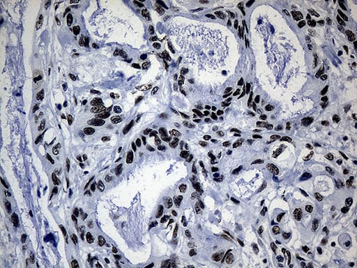 POLR2A / RNA polymerase II Antibody (aa1351-1614, clone OTI3C8, Carrier-free)