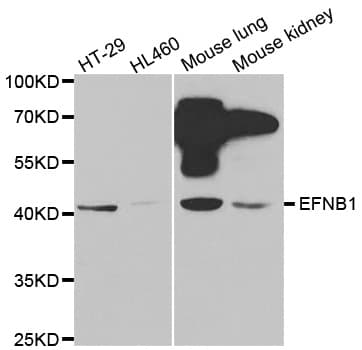 EFNB1 / Ephrin B1 Antibody