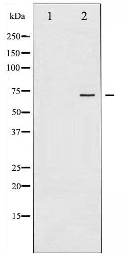 Polyclonal Rabbit anti-Human PTPN11 / SHP-2 / NS1 Antibody (phospho-Tyr542, IHC, WB)