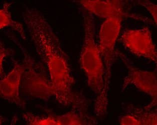HIF1A / HIF1 Alpha Antibody (aa329-530, clone ESEE122, DY650)