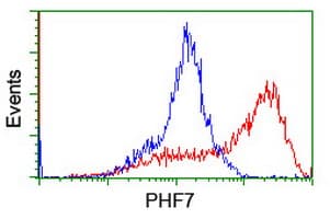 IHC-plus™ PHF7 Antibody (clone 1A11)