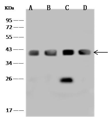 CDK7 Antibody