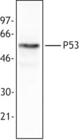 TP53 / p53 Antibody (clone BP53-12)
