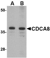 CDCA8 / Borealin Antibody